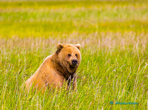 Brooks Falls Bear Viewing