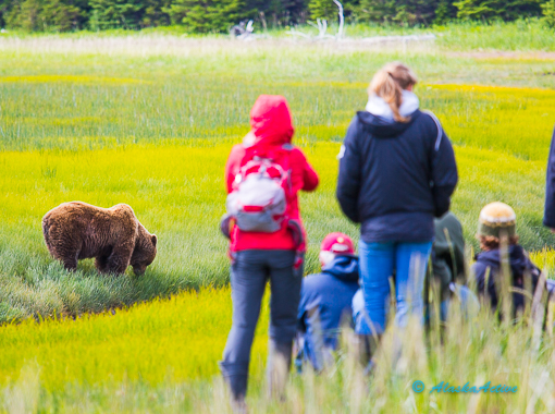 Lake Clark Bear Viewing